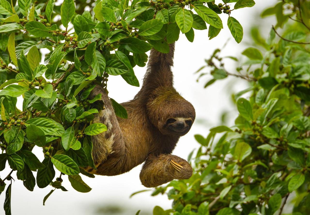Amazon Muyuna Lodge Параисо Экстерьер фото