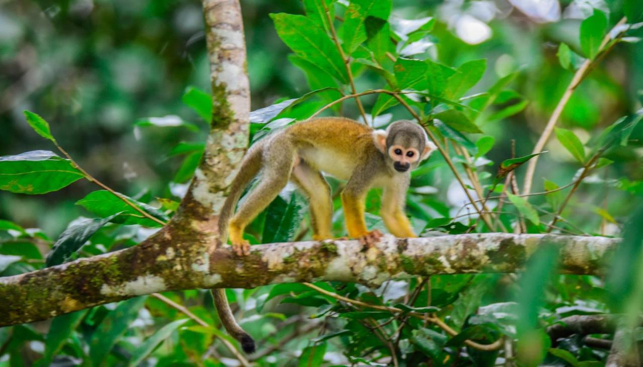 Amazon Muyuna Lodge Параисо Экстерьер фото