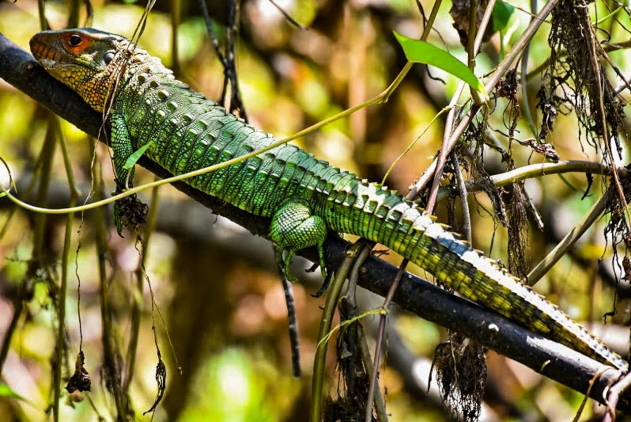 Amazon Muyuna Lodge Параисо Экстерьер фото