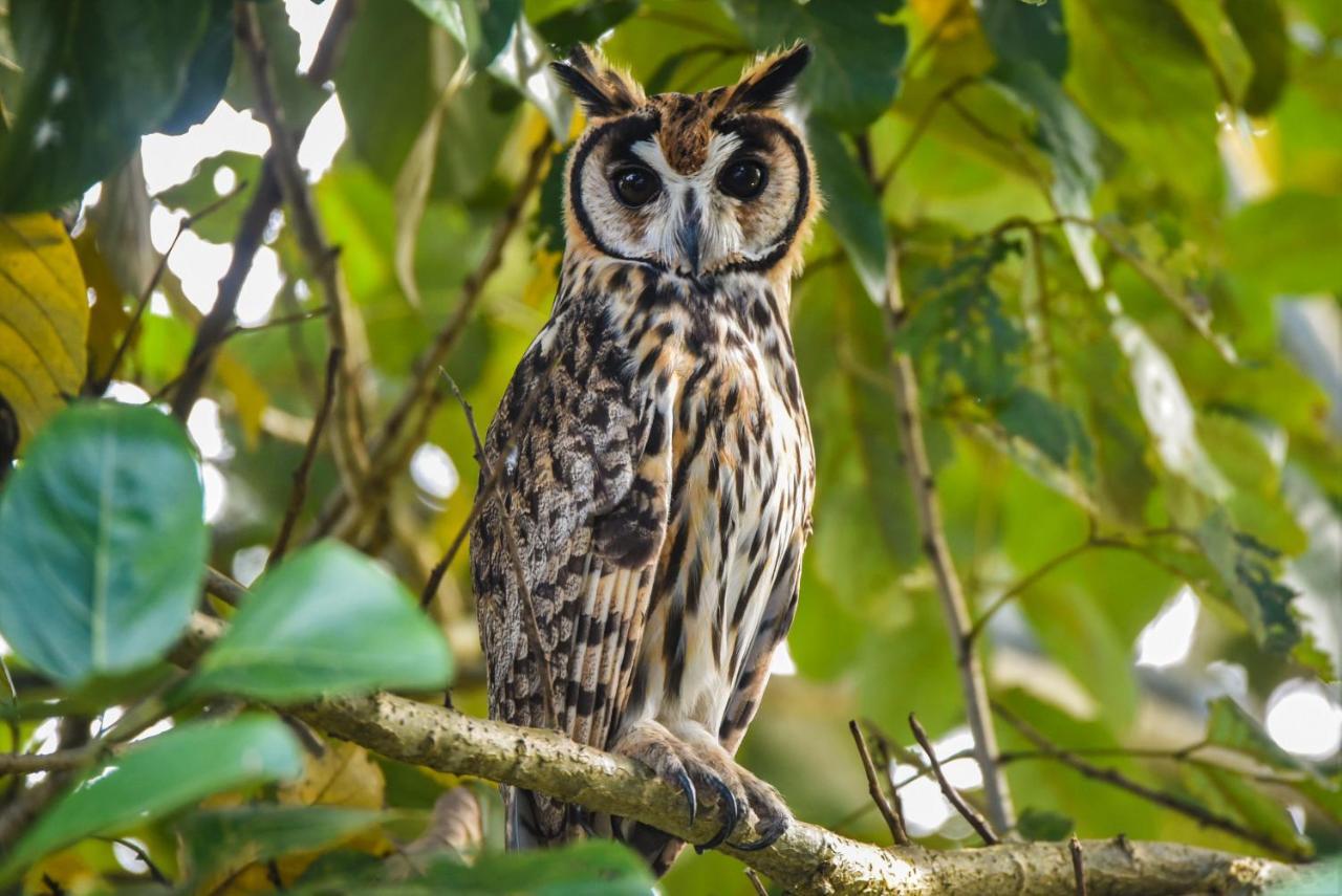 Amazon Muyuna Lodge Параисо Экстерьер фото