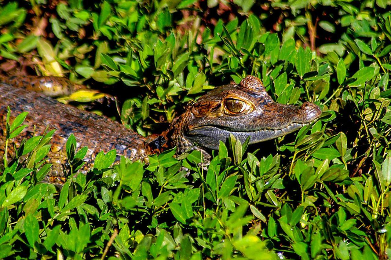 Amazon Muyuna Lodge Параисо Экстерьер фото
