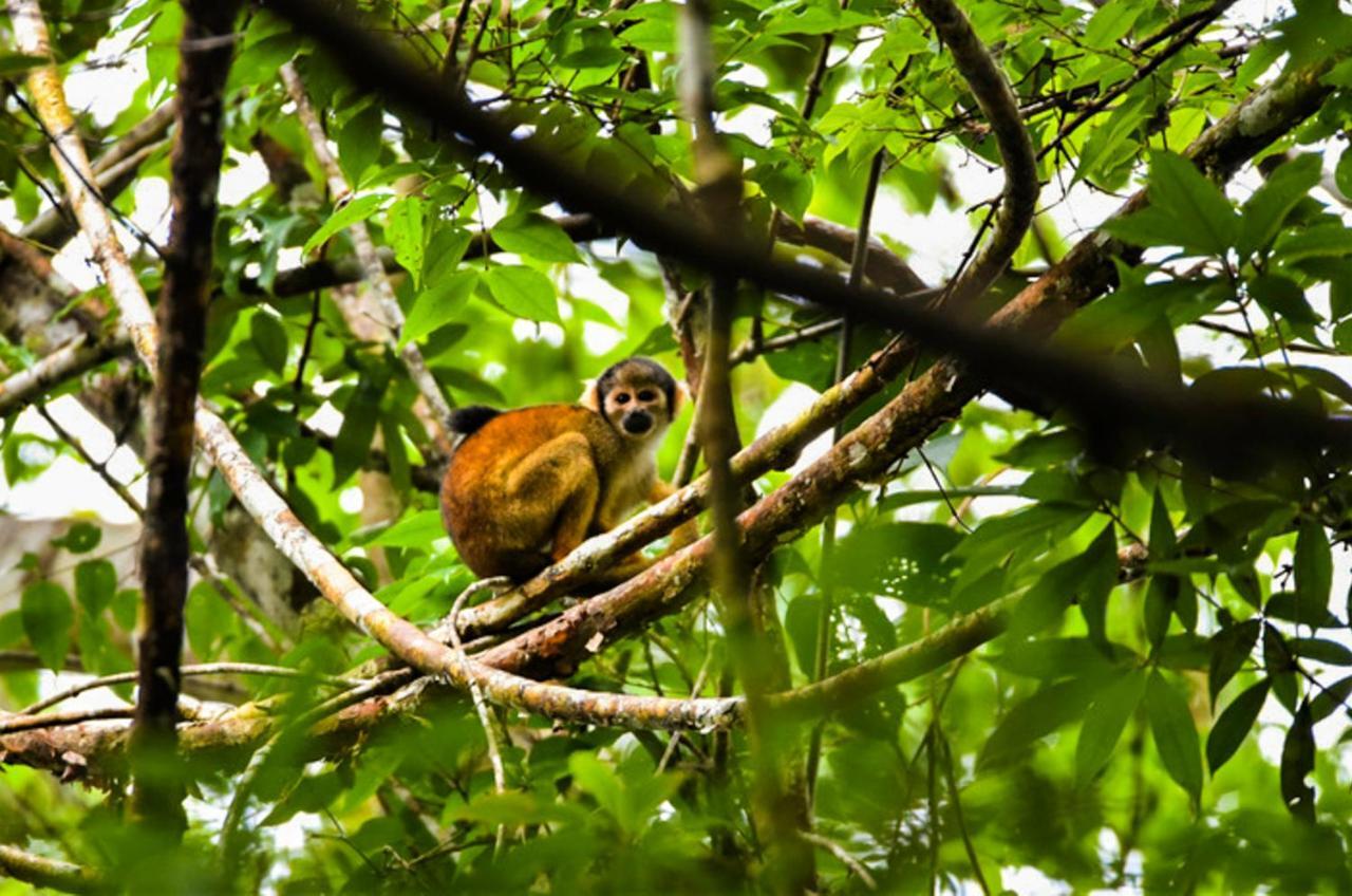 Amazon Muyuna Lodge Параисо Экстерьер фото