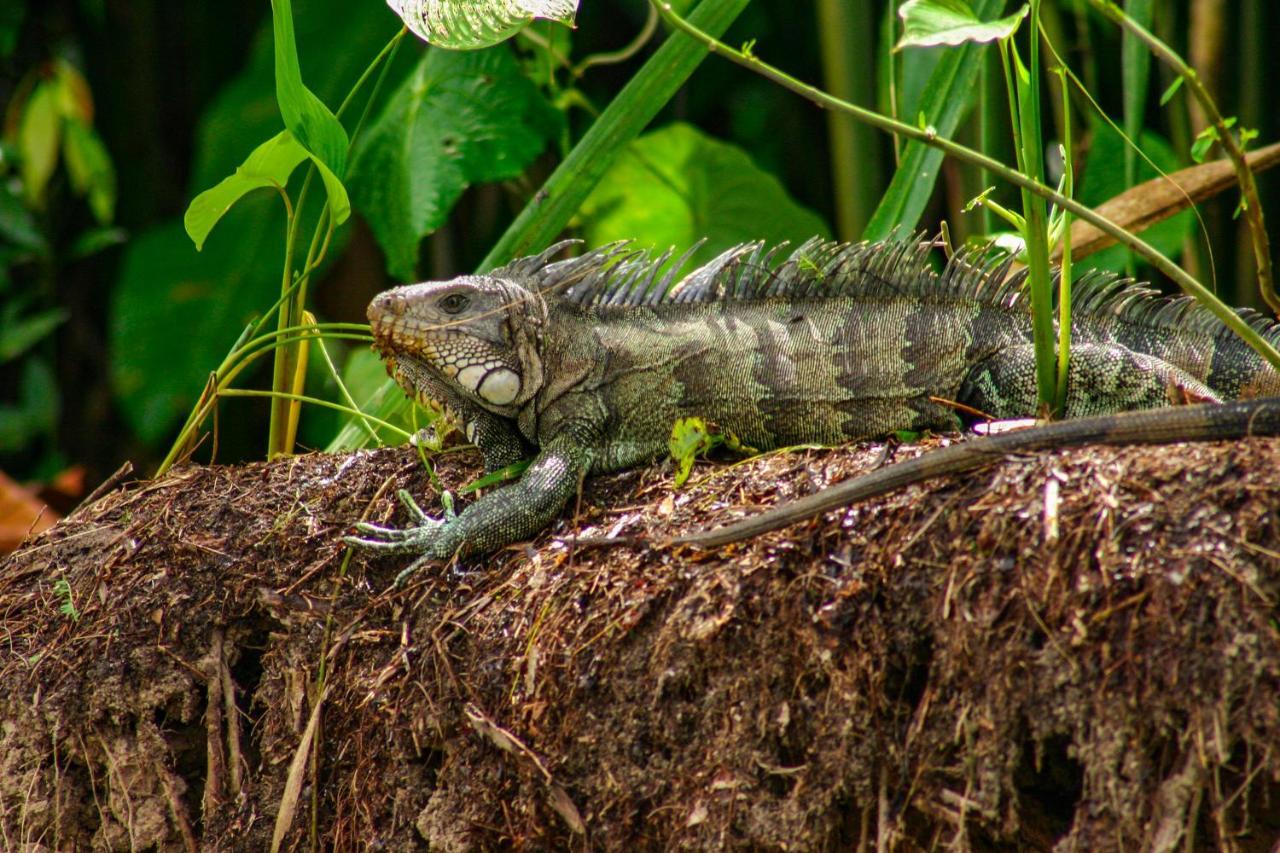 Amazon Muyuna Lodge Параисо Экстерьер фото