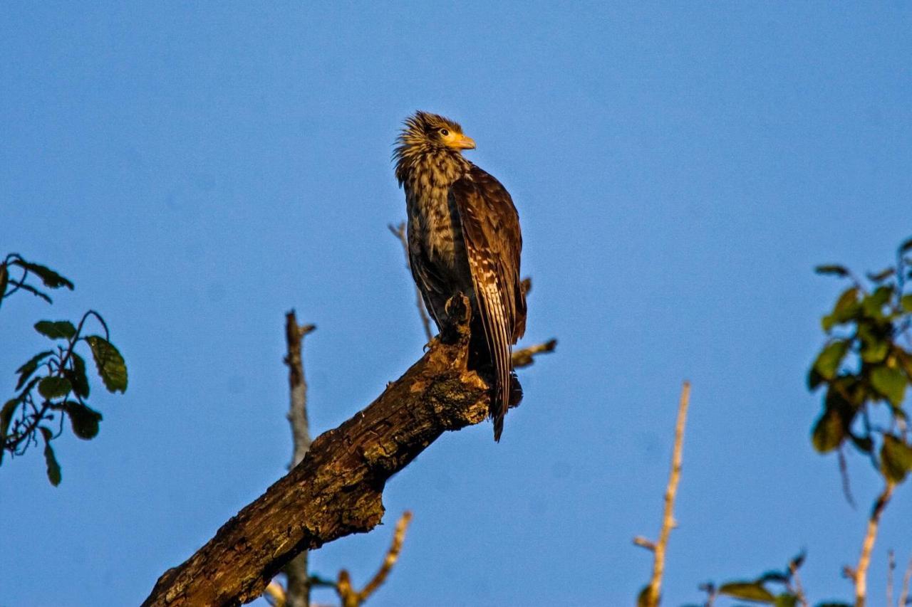 Amazon Muyuna Lodge Параисо Экстерьер фото