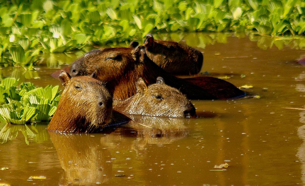 Amazon Muyuna Lodge Параисо Экстерьер фото