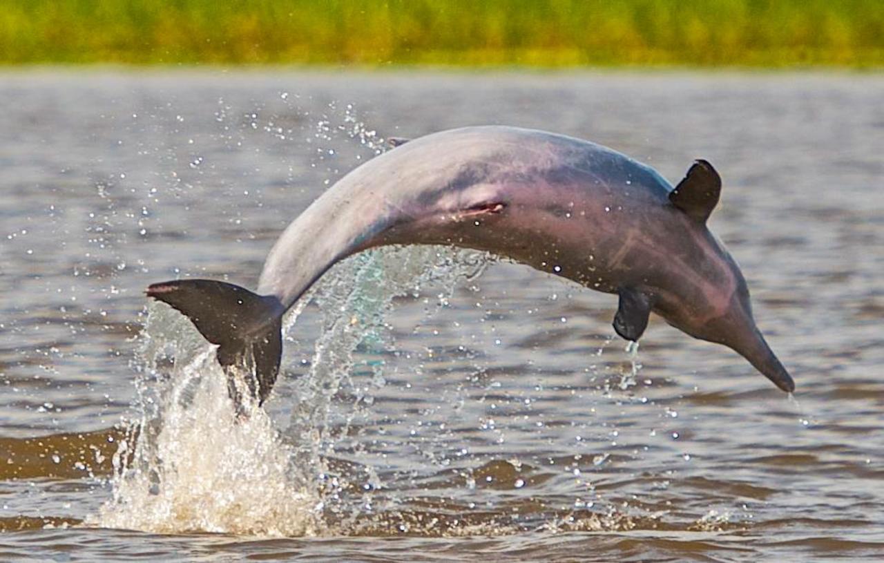 Amazon Muyuna Lodge Параисо Экстерьер фото