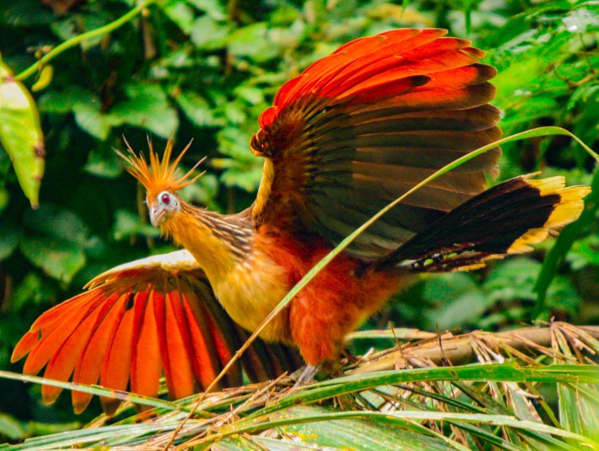 Amazon Muyuna Lodge Параисо Экстерьер фото