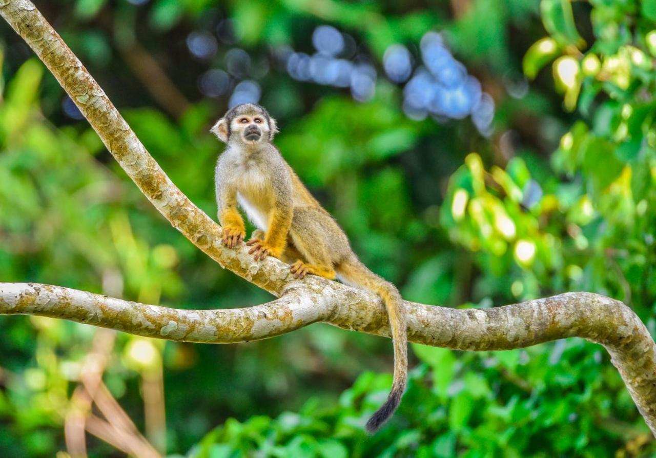 Amazon Muyuna Lodge Параисо Экстерьер фото